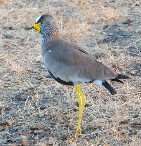 Wattled Lapwing