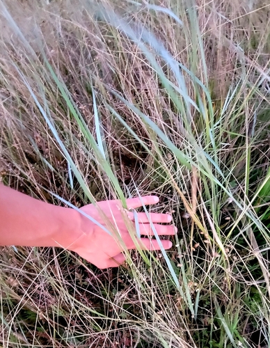 Creeping Wildrye foliage