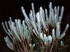 Hypericum terrae-firmae