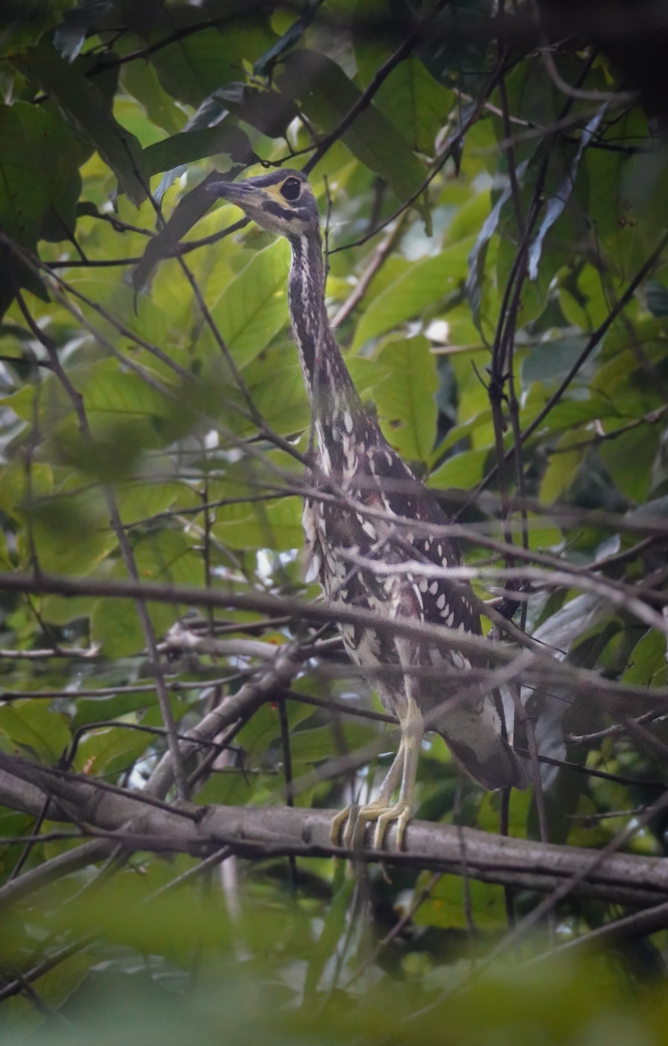 White-eared Night Heron illustration