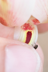 Calochortus venustus