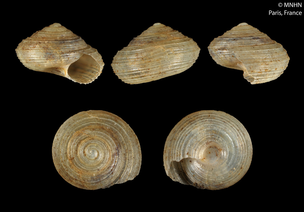 Lucidella lirata
