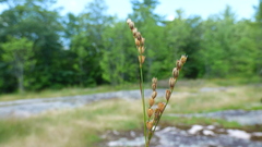 Juncus secundus
