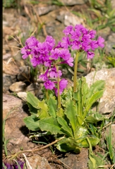 Primula latifolia