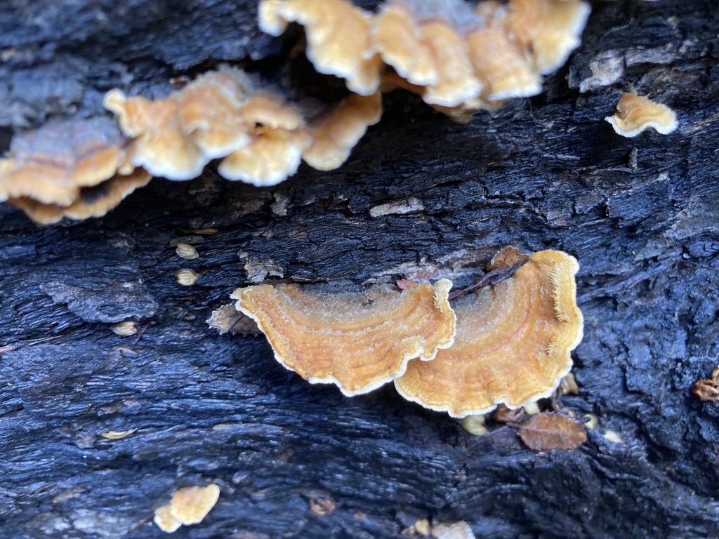 Stereum hirsutum · September 2023 · photo: © irene_mv (iNaturalist, cc-by)