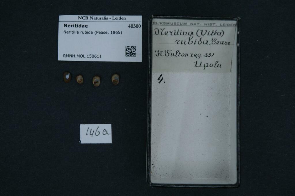 Neritilia rubida