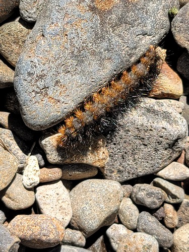 iNaturalist observation photo of Checkerspots