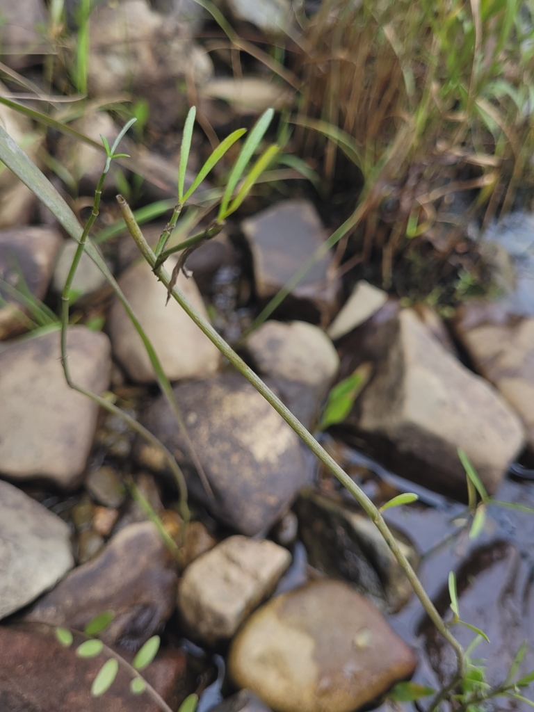 Rose Coreopsis from Yarmouth, NS B0W, Canada on September 11, 2023 at