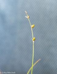 Carex disperma