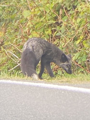 Red Fox photographed in Washington