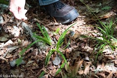 Carex arctata