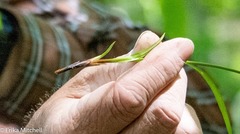 Carex arctata