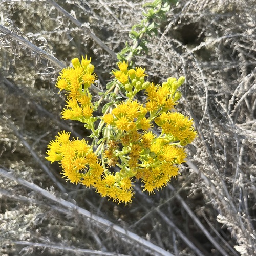 iNaturalist observation photo of Coastal Goldenbush