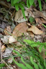 Carex rosea