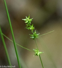 Carex rosea