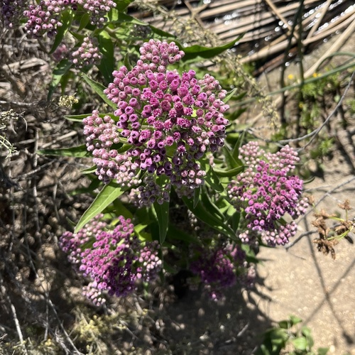 iNaturalist observation photo of marsh fleabane