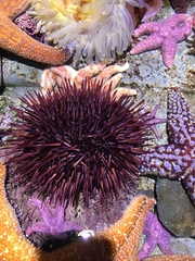 Strongylocentrotidae