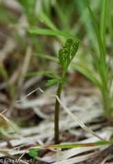 Botrychium angustisegmentum