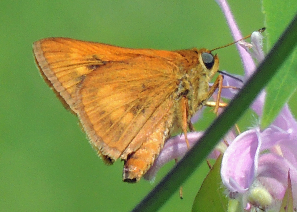 Black Dash from Spring Dr, Strattanville, PA, US on July 11, 2014 at 12