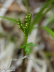 Botrychium angustisegmentum