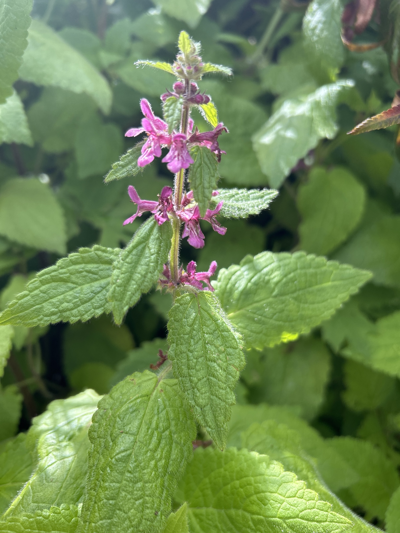 Stachys mexicana