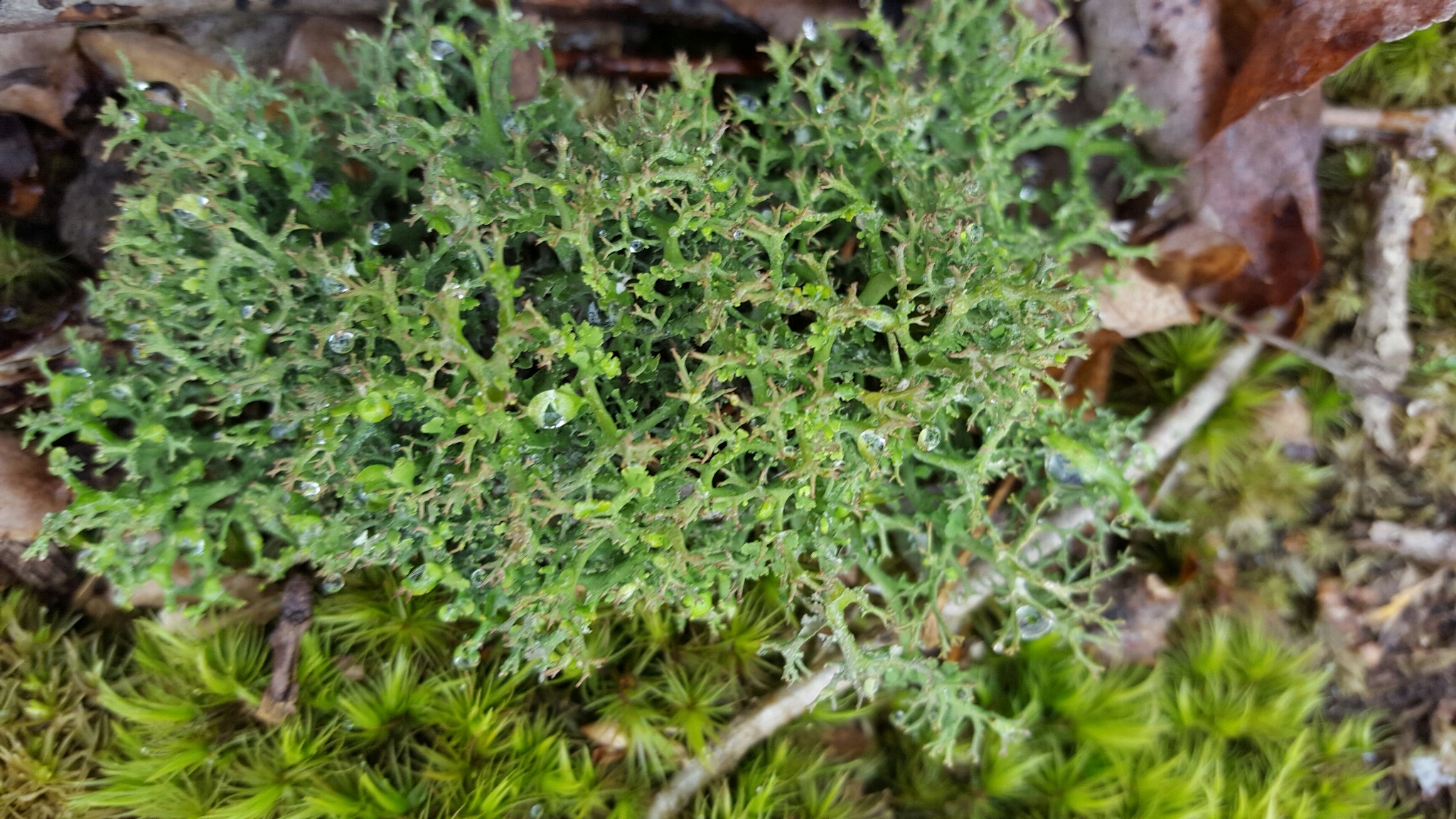 Cladonia furcata image