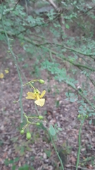 Parkinsonia texana macra