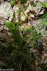 Carex lucorum
