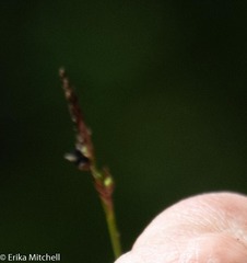 Carex lucorum