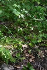 Oryzopsis asperifolia