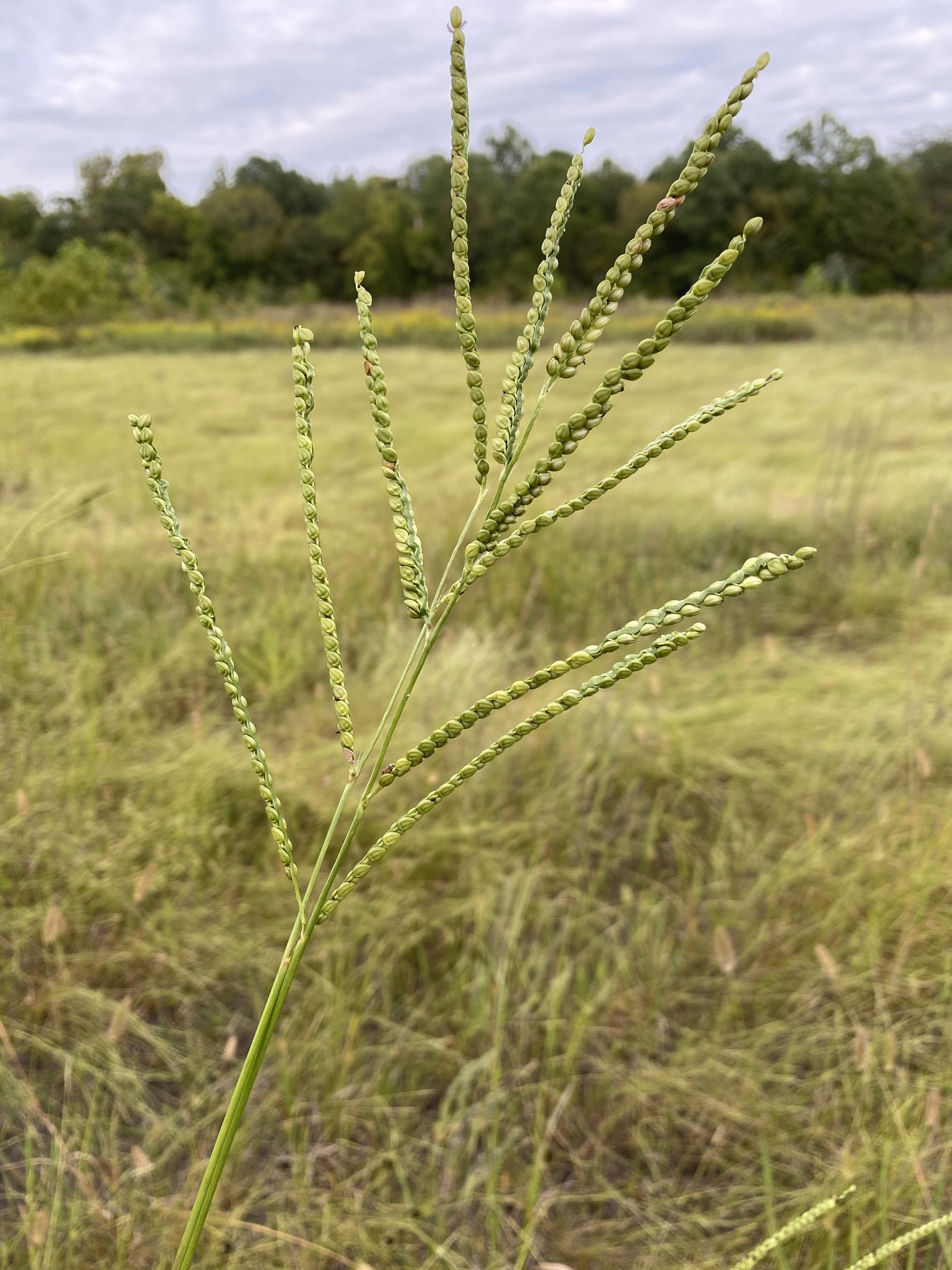 Paspalum floridanum