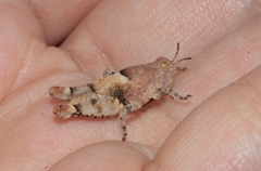 Cibolacris parviceps