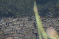 Cyprinodon nevadensis