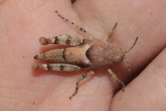 Cibolacris parviceps