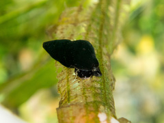 Elimia comalensis