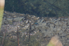 Cyprinodon nevadensis