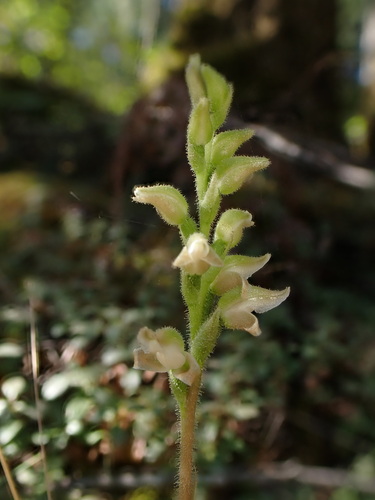 Goodyera oblongifolia Raf.