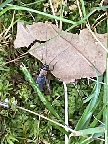 Wood Cricket photo 3