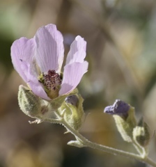 Sphaeralcea ambigua rosacea