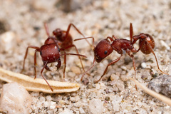 Pogonomyrmex subdentatus