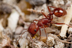 Pogonomyrmex subdentatus