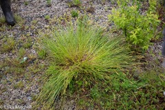 Carex crawfordii