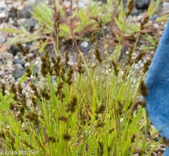 Carex tenera