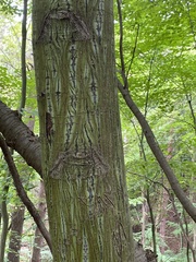 Acer tegmentosum (Acer tegmentosum)