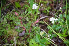 Rosa nitida