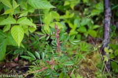 Rosa nitida