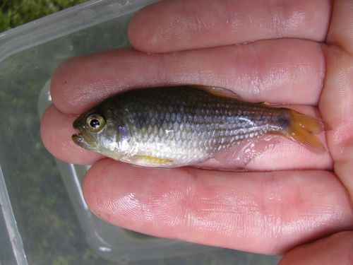 Pseudochalceus lineatus