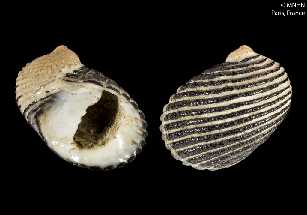 Nerita ascensionis