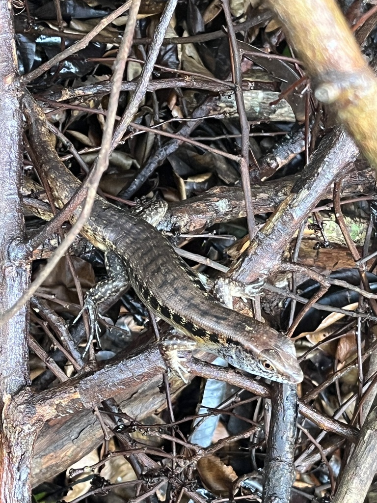 Cuming's Sphenomorphus from Regional Science High School III Region