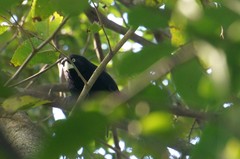 Amblycercus holosericeus